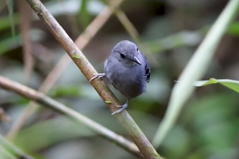 DNA de rendadlinhos mostra alteração para se adaptar ao habitat conforme mudança na floresta (Imagem: TikTok/Reprodução)