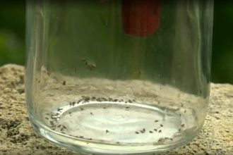 Febre oropouche é causada pelo mosquito maruim, comum no Amazonas (Imagem: YouTube/Reprodução)