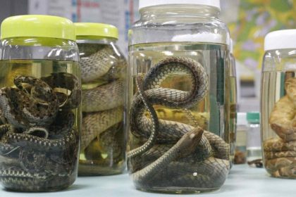 Cobras em laboratório para estudo: cuidados para evitar infecção por veneno (Foto: Neuza Hamada/Pesquisadora/Acervo)