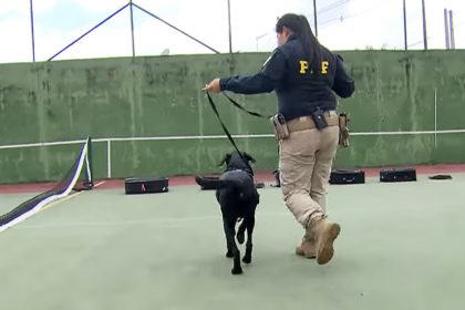 Escolas de medicina poderão usar cadáveres para treinar cães (Imagem: YouTube/Reprodução)