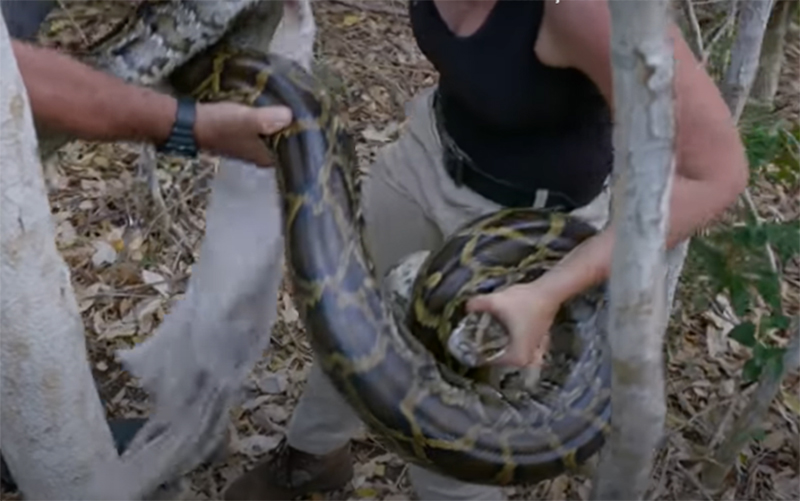 Cobra píton está entre os animais traficados por grupo na Bahia (Imagem: YouTube/Reprodução)