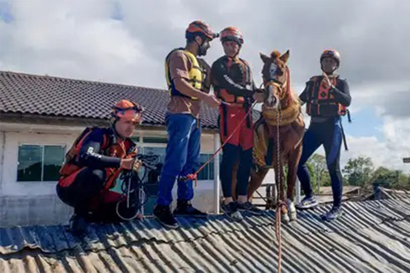 Bombeiros e veterinários com o cavalo: resgate foi um sucesso (Foto: Corpo de Bombeiros do RS/Divulgação)