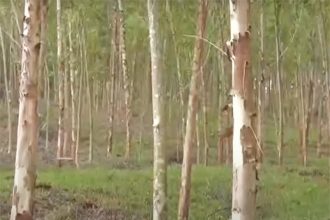 Projeto de lei exclui licença ambiental para grandes plantações de eucalipto (Imagem: YouTube/Reprodução)