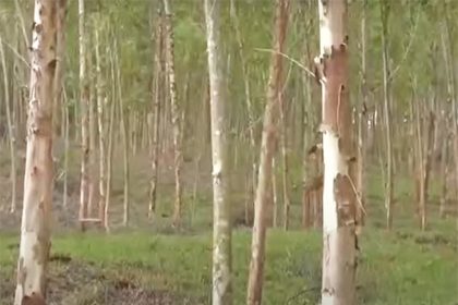 Projeto de lei exclui licença ambiental para grandes plantações de eucalipto (Imagem: YouTube/Reprodução)