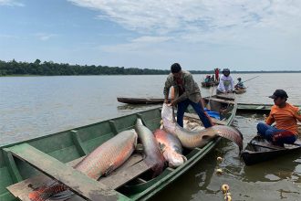 Pesca do Pirarucu na reserva Mamirauá, no Amazonas: manejo sustentável (Foto: Larissa França/Sema)