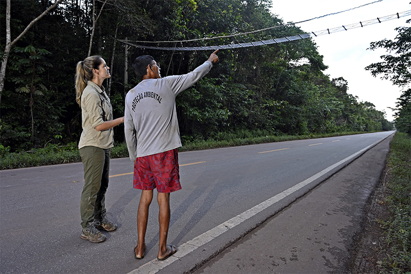 Fernanda Abra inspeciona passagem aérea para animais em trecho da reserva Waimiri-atroari, no Amazonas: iniciativa reconhecida globalmente (Foto: Instituto Ipê/Divulgação)