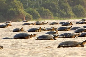 Projetos de preservação da tartaruga amazônica buscam repovoar os rios da região e salvar espécie da extinção (Foto: Camila Ferrara/Divulgação)