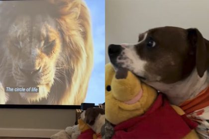 Winston é fã do filme Rei Leão (Imagem: TikTok/Reprodução)
