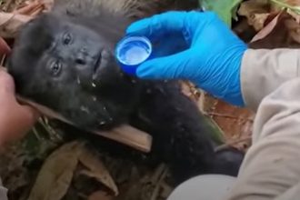 Veterinários hidratam macaco: onda de calor mata primatas no México (Imagem: YouTube)