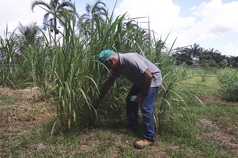 Pesquisador Jeferson Luis atesta eficácia do capiaçu para alimentar o gado (Foto: Milton Almeida/AM ATUAL)