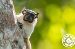 O sauim-de-coleira está entre os 25 primatas mais ameaçados do mundo (Foto: Rodrigo Agostinho/Ministério do Meio Ambiente)