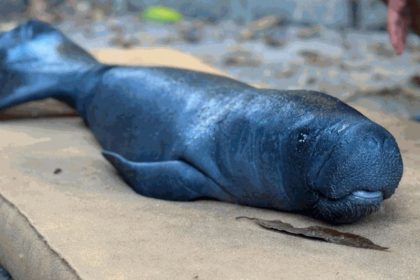 No INPA 57 animais nos tanques em Manaus, entre filhotes, jovens e adultos, e 23 animais em preparação para soltura (Foto: Débora Vale/Ascom Inpa)