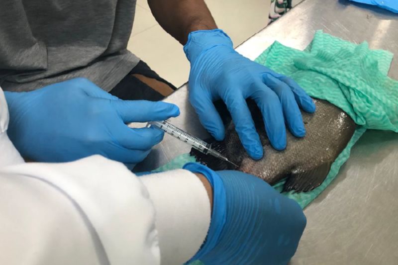 Essa é a primeira vez que ocorre a clonagem do gene do hormônio do crescimento (rtGH) do tambaqui em laboratório (Foto: Cimone Barros/Inpa)