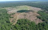 Área desmatada no Amazonas (Foto: Divulgação/Ibama)