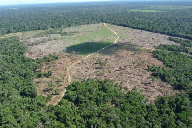 Área desmatada no Amazonas (Foto: Divulgação/Ibama)
