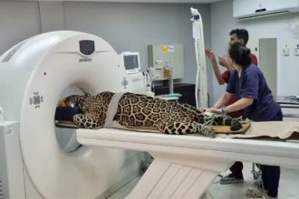Onça submetida a exame: veterinários buscam diagnosticar causa de magreza (Foto: Cempas/Divulgação)