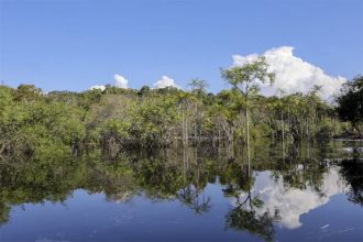 Cientistas buscam entender mudanças nas florestas para descobrir formas de protegê-las (Foto: Fabio Rodrigues-Pozzebom/ABr)