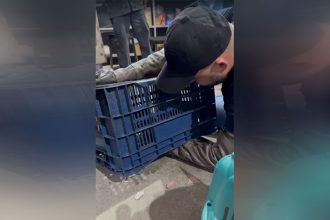 Gato foi capturado e levado a clínica veterinária para tratamento (Foto: Divulgação)