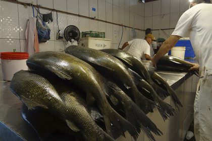 Brasil desconhece estoque de espécies da pesca comercial, mostra estudo (Foto: Milton Almeida/AM ATUAL)