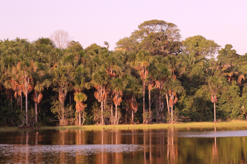 Buritizal no Lago Acariquara; habitat de pssaros em rea urbana (Foto: Valter Calheiros/AM ATUAL)