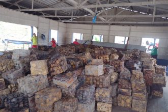 Fardos de látex prontos para o processamento: produção em alta em Manicoré (Foto: OBS BR-319)