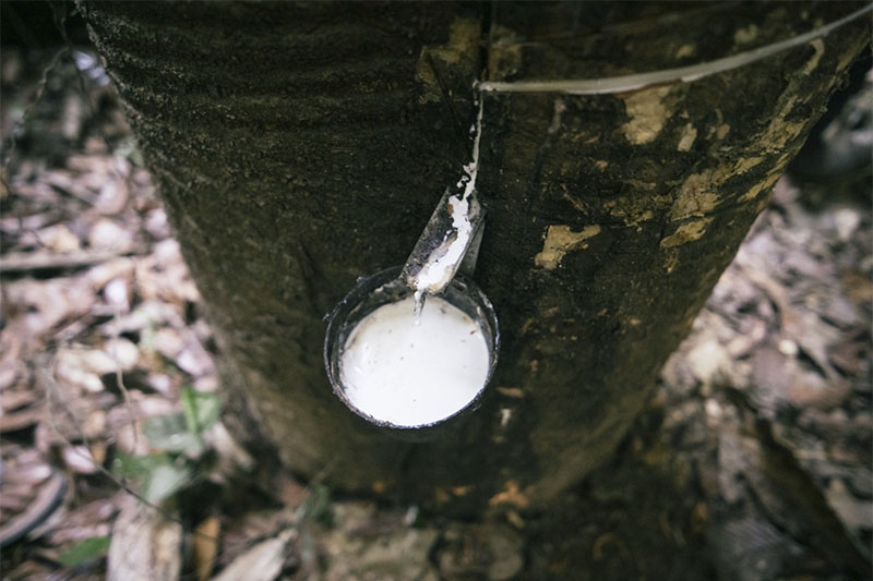 Extrativistas relatam dificuldade para conseguir o kit seringa para extrair o látex (Foto: OBS BR-319/Divulgação)