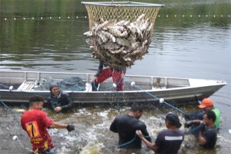 Produção de peixe em viveiros é a maior no mundo pela primeira vez (Foto: Roberto Carlos Mendes/Secom)