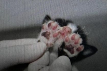 Um dos filhotes de gato sobreviveu (Foto: Divulgação/PC-AM)