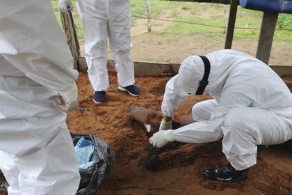 Veterinários da Adaf coletam material do cavalo 'Lampião' para análise em laboratório (Foto: Adaf/Divulgação)