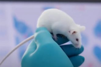 Chineses conseguiram criar camundongo com DNA de dois machos (Imagem: YouTube/Reprodução)