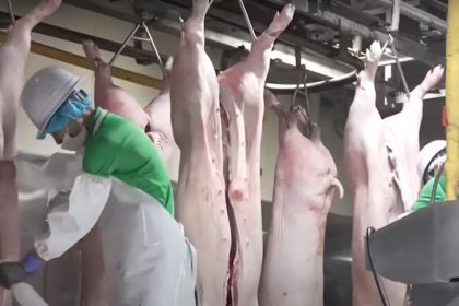 Exportação de carne suína foi recorde em 2024 (Imagem: Moca Fazenda/YouTube)