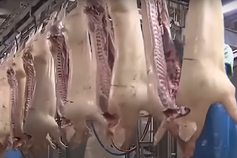 Produção de carne suína é recorde no Brasil (Imagem: YouTube/Reprodução)