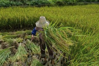 Trabalhador em plantação de arroz: condição degradante de trabalho (Foto: Ministério do Trabalho/Divulgação)