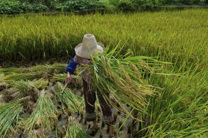 Trabalhador em plantação de arroz: condição degradante de trabalho (Foto: Ministério do Trabalho/Divulgação)