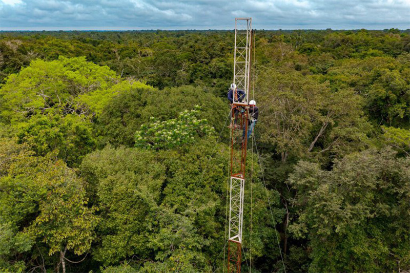 Torre tem sensores que monitoram gases do efeito estufa (Foto: Instituto Mamirauá/Divulgação)
