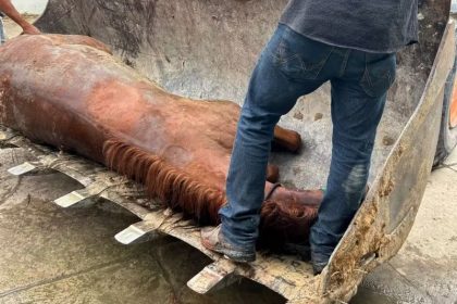 Cavalos morreram com suspeita de intoxicação alimentar (Foto: Divulgação/redes sociais)