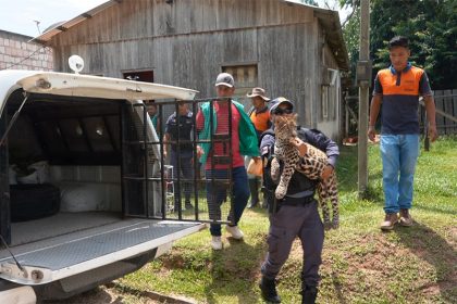 Filhote de onça-pintada foi resgatado por policiais militares (Foto: Prefeitura de SAI/Divulgação)