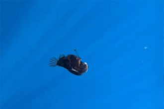 Diabo negro foi filmado na superfície do mar na Espanha: rara aparição (Imagem: Instagram/Reprodução)
