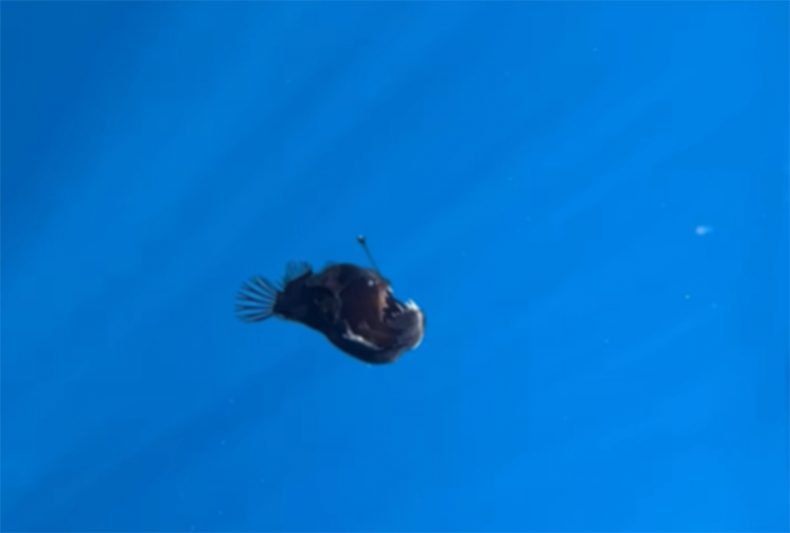 Diabo negro foi filmado na superfície do mar na Espanha: rara aparição (Imagem: Instagram/Reprodução)