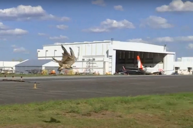 Falcão é usado para espantar aves como o quero-quero no Aeroporto Tom Jobim, no Rio