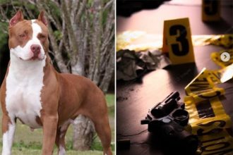 Pitbull Oreo acionou revólver acidentalmente e tiro atingiu o dono na perna (Fotos: Instagram/Reprodução)