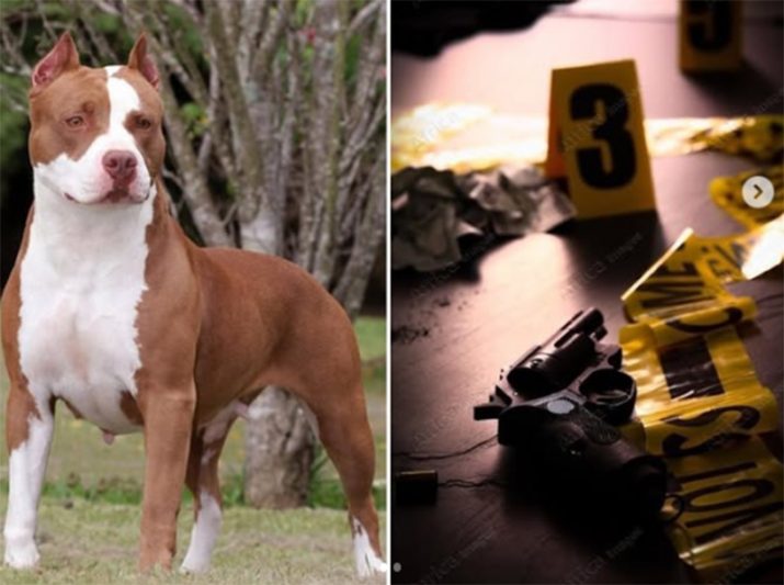Pitbull Oreo acionou revólver acidentalmente e tiro atingiu o dono na perna (Fotos: Instagram/Reprodução)