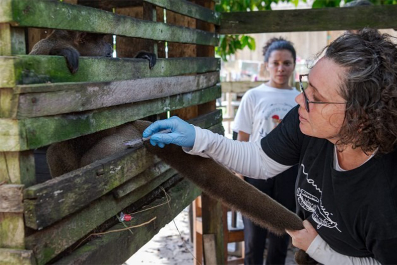 Louise Maranhão: estudos com animais sobre doenças tropicais: ciência na floresta (Foto: Divulgação)