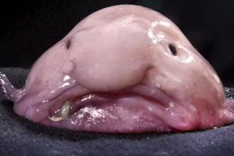 Peixe-bolha vive em águas profundas e tem pele mole e aparência ‘triste’ (Foto: Wikimedia Commons)