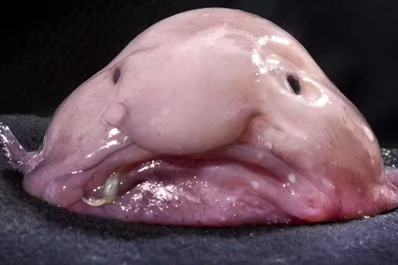 Peixe-bolha vive em águas profundas e tem pele mole e aparência ‘triste’ (Foto: Wikimedia Commons)