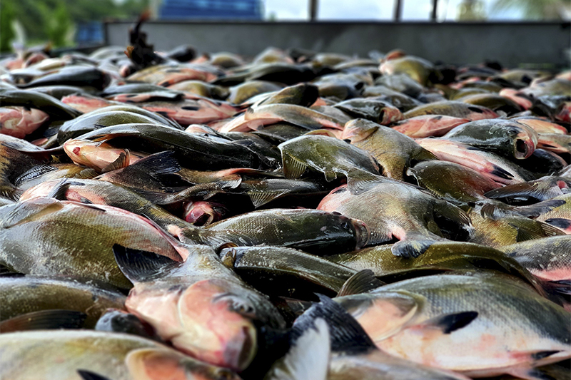 Tambaqui para consumo em Manaus é em tamanho padrão das bandejas de restaurantes (Foto: Idam/Divulgação)