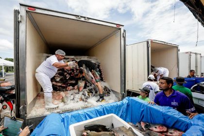 Peixe será distribuído para entidades de assistência social de Manaus (Foto: Alex Pazuello/Secom/Gov. AM)