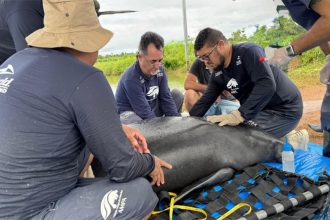 Pesquisadores, biólogos e veterinários coletam material genético de peixe-boi antes de soltura no rio (Foto: Fernanda Farias/Ascom Ampa)