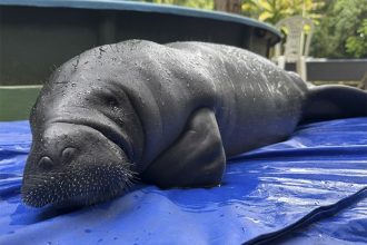 Filhote de peixe-boi em tratamento no Inpa: órfão da caça ilegal (Foto: Fernanda Farias/Divulgação)
