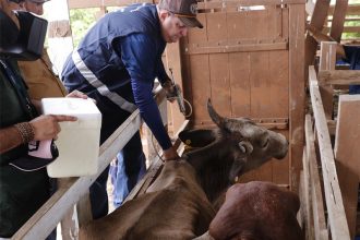 Bois são monitorados pela Adaf para prevenir contra a febre aftosa (Foto: Adaf/Divulgação)